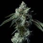 Zallah Bread Feminized Marijuana Strain by DNA Genetics For Sale Online at Cannabis Seeds Outlet