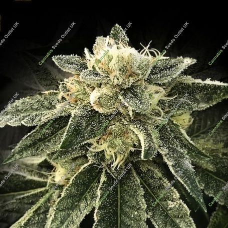 White Chocolope Feminized Marijuana Strain by DNA Genetics For Sale Online at Cannabis Seeds Outlet