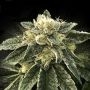 White Chocolope Feminized Marijuana Strain by DNA Genetics For Sale Online at Cannabis Seeds Outlet