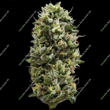 Snack Pack Feminized Marijuana Strain by DNA Genetics For Sale Online at Cannabis Seeds Outlet