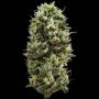 Snack Pack Feminized Marijuana Strain by DNA Genetics For Sale Online at Cannabis Seeds Outlet