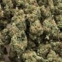 DNA Genetics Snack Pack Smoke Buds Weed Ganja Skunk Dope Pot Images Pics Nuggets