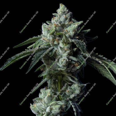 Challah Bread Feminized Marijuana Strain by DNA Genetics For Sale Online at Cannabis Seeds Outlet