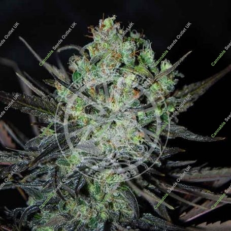 Eleven Roses Auto Feminized Marijuana Strain by Delicious Seeds For Sale Online at Cannabis Seeds Outlet
