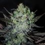 Eleven Roses Auto Feminized Marijuana Strain by Delicious Seeds For Sale Online at Cannabis Seeds Outlet