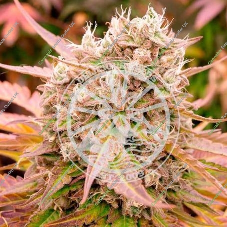 Dark Lemonade Auto Feminized Marijuana Strain by Delicious Seeds For Sale Online at Cannabis Seeds Outlet
