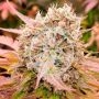 Dark Lemonade Auto Feminized Marijuana Strain by Delicious Seeds For Sale Online at Cannabis Seeds Outlet