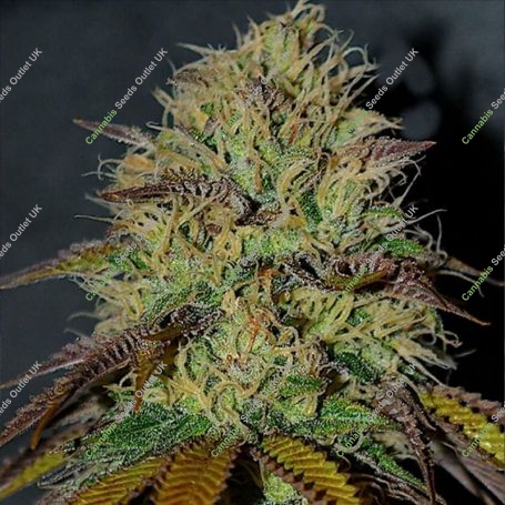 RS11 Feminized Marijuana Strain by Cream of the Crop For Sale Online at Cannabis Seeds Outlet