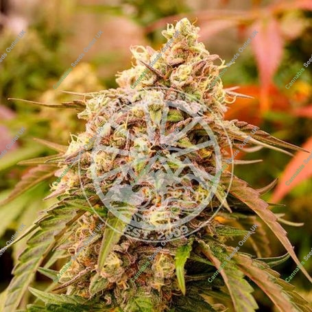 Sunday Punch Feminized Marijuana Strain by Delicious Seeds For Sale Online at Cannabis Seeds Outlet