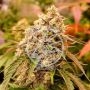 Sunday Punch Feminized Marijuana Strain by Delicious Seeds For Sale Online at Cannabis Seeds Outlet