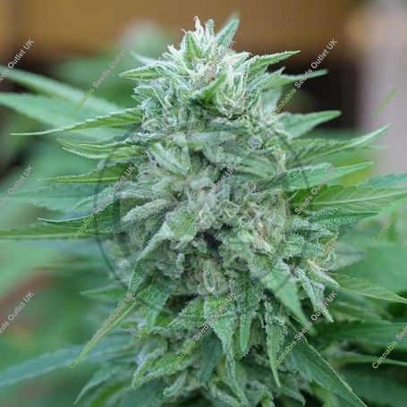 Moby Feminized Marijuana Strain by Delicious Seeds For Sale Online at Cannabis Seeds Outlet