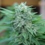 Moby Feminized Marijuana Strain by Delicious Seeds For Sale Online at Cannabis Seeds Outlet