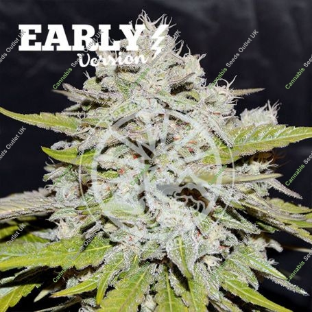 Bay Burger Early V Feminized Marijuana Strain by Delicious Seeds For Sale Online at Cannabis Seeds Outlet