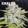 Bay Burger Early V Feminized Marijuana Strain by Delicious Seeds For Sale Online at Cannabis Seeds Outlet