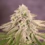 Bay Burger Feminized Marijuana Strain by Delicious Seeds For Sale Online at Cannabis Seeds Outlet