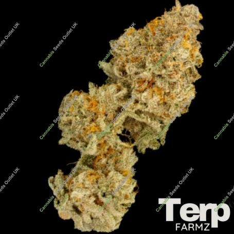 Zinger Cake Feminized Marijuana Strain by Terp Farmz For Sale Online at Cannabis Seeds Outlet