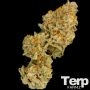 Zinger Cake Feminized Marijuana Strain by Terp Farmz For Sale Online at Cannabis Seeds Outlet