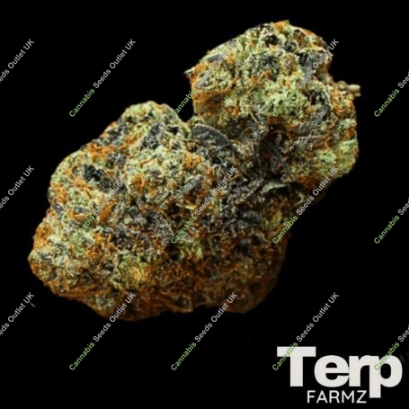 White Trufflez Auto Feminized Marijuana Strain by Terp Farmz For Sale Online at Cannabis Seeds Outlet