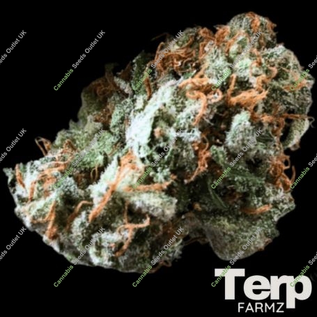 Brain Trauma Auto Feminized Marijuana Strain by Terp Farmz For Sale Online at Cannabis Seeds Outlet
