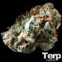 Brain Trauma Auto Feminized Marijuana Strain by Terp Farmz For Sale Online at Cannabis Seeds Outlet