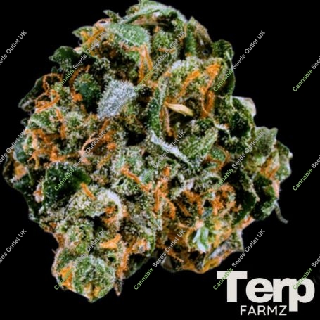 Original Cheerioz Feminized Marijuana Strain by Terp Farmz For Sale Online at Cannabis Seeds Outlet