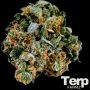 Original Cheerioz Feminized Marijuana Strain by Terp Farmz For Sale Online at Cannabis Seeds Outlet