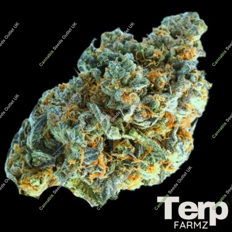 Minted Oreoz Feminized Marijuana Strain by Terp Farmz For Sale Online at Cannabis Seeds Outlet