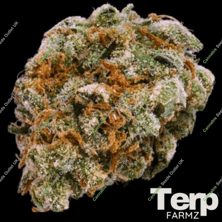 Mint Trufflez Feminized Marijuana Strain by Terp Farmz For Sale Online at Cannabis Seeds Outlet