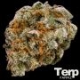 Mint Trufflez Feminized Marijuana Strain by Terp Farmz For Sale Online at Cannabis Seeds Outlet