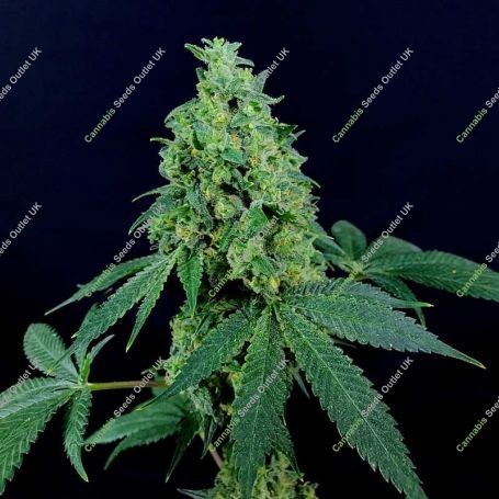 3 Kingdoms Feminized Marijuana Strain by Freedom of Seeds For Sale Online at Cannabis Seeds Outlet