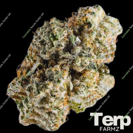 Cherry Burger Feminized Marijuana Strain by Terp Farmz For Sale Online at Cannabis Seeds Outlet