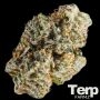 Cherry Burger Feminized Marijuana Strain by Terp Farmz For Sale Online at Cannabis Seeds Outlet
