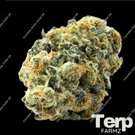 Black Zushi Feminized Marijuana Strain by Terp Farmz For Sale Online at Cannabis Seeds Outlet