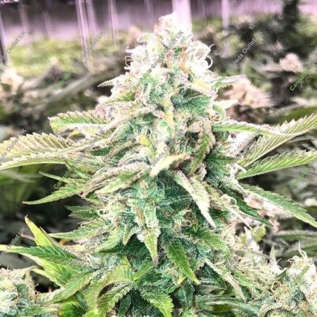 Picante Feminized Marijuana Strain by G13 Labs For Sale Online at Cannabis Seeds Outlet