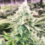 Picante Feminized Marijuana Strain by G13 Labs For Sale Online at Cannabis Seeds Outlet