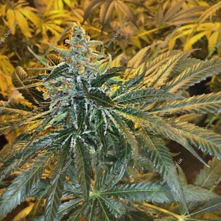 MAC x GSC Feminized Marijuana Strain by Freedom of Seeds For Sale Online at Cannabis Seeds Outlet