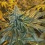 MAC x GSC Feminized Marijuana Strain by Freedom of Seeds For Sale Online at Cannabis Seeds Outlet