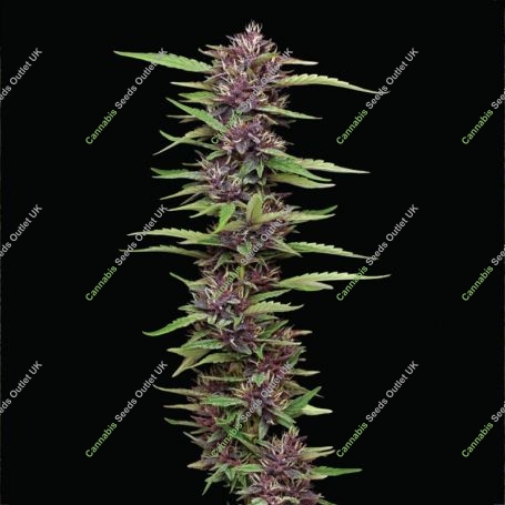 PPD Purple Panty Dropper Marijuana Strain by Humboldt Seed Company For Sale Online at Cannabis Seeds Outlet