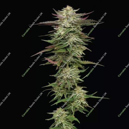 Humboldt Headband Auto Marijuana Strain by Humboldt Seed Company For Sale Online at Cannabis Seeds Outlet