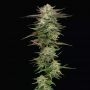 Humboldt Headband Auto Marijuana Strain by Humboldt Seed Company For Sale Online at Cannabis Seeds Outlet