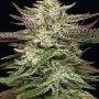 Humboldt Seed Company Humboldt Headband Auto Smoke Buds Weed Ganja Skunk Dope Pot Images Pics Nuggets