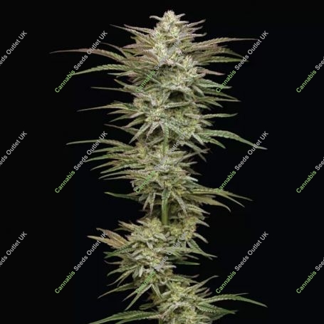 Jelly Donutz Auto Feminized Marijuana Strain by Humboldt Seed Company For Sale Online at Cannabis Seeds Outlet