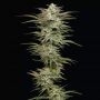 Jelly Donutz Auto Feminized Marijuana Strain by Humboldt Seed Company For Sale Online at Cannabis Seeds Outlet