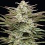 Humboldt Seed Company Jelly Donutz Auto Smoke Buds Weed Ganja Skunk Dope Pot Images Pics Nuggets