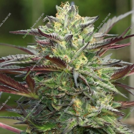 GS Cookies Feminized Marijuana Strain by Humboldt Seed Company For Sale Online at Cannabis Seeds Outlet