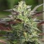 GS Cookies Feminized Marijuana Strain by Humboldt Seed Company For Sale Online at Cannabis Seeds Outlet