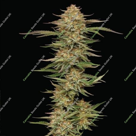 Orange Creampop Feminized Marijuana Strain by Humboldt Seed Company For Sale Online at Cannabis Seeds Outlet
