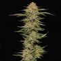 Orange Creampop Feminized Marijuana Strain by Humboldt Seed Company For Sale Online at Cannabis Seeds Outlet