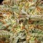 Humboldt Seed Company Orange Creampop Smoke Buds Weed Ganja Skunk Dope Pot Images Pics Nuggets