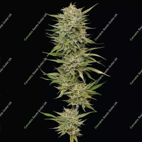 OG Kush Feminized Marijuana Strain by Humboldt Seed Company For Sale Online at Cannabis Seeds Outlet